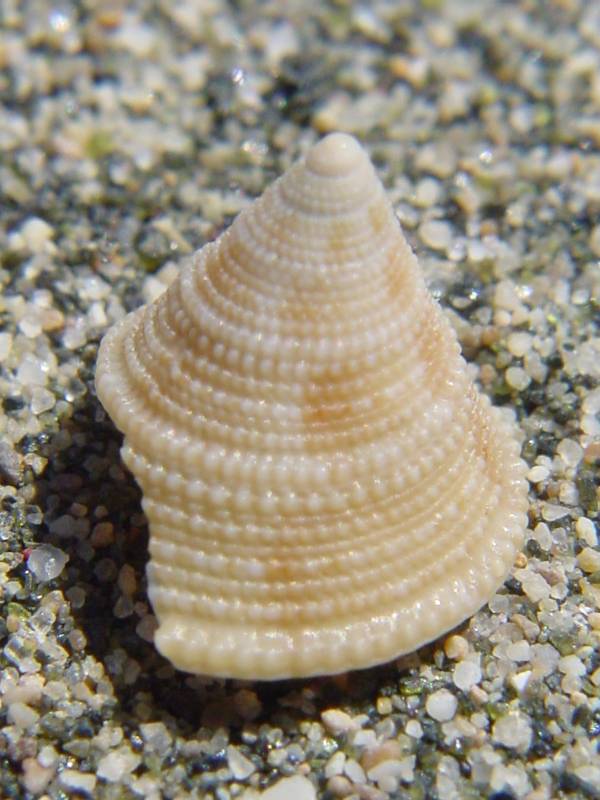 Clelandella miliaris